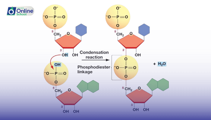 Lesson 26: Formation of Phosphodiester Bond